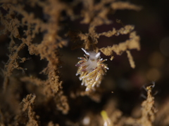 Rubramoena rubescens