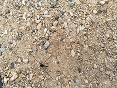 Pantopsalis albipalpis