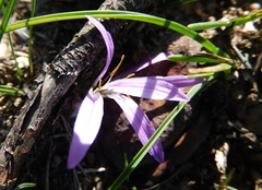 Colchicum filifolium