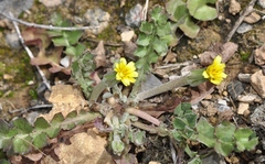 Hyoseris scabra