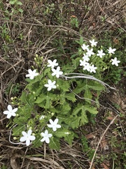 Cnidoscolus stimulosus image
