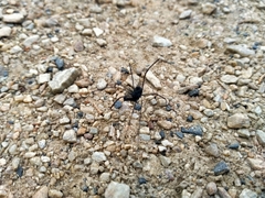 Pantopsalis albipalpis