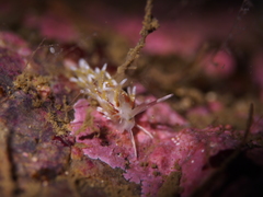 Rubramoena rubescens