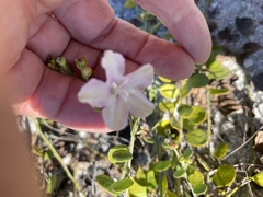 Jacquemontia reclinata