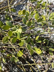 Jacquemontia reclinata