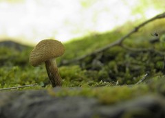 Inocybe lacera