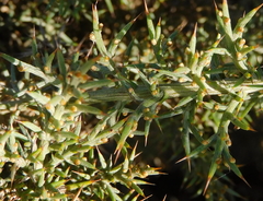 Ulex argenteus