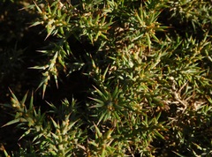Ulex argenteus