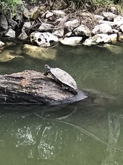 Trachemys scripta