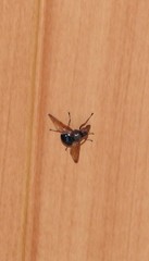 Lamprogaster flavipennis