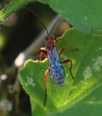 Pimpla marginella