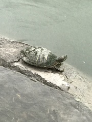 Trachemys scripta