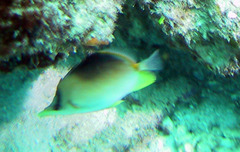 Prognathodes aculeatus