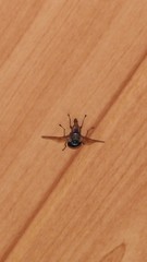 Lamprogaster flavipennis