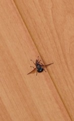 Lamprogaster flavipennis