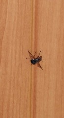 Lamprogaster flavipennis