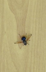 Lamprogaster flavipennis