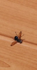 Lamprogaster flavipennis