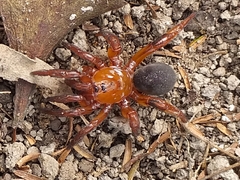 Idiops cambridgei