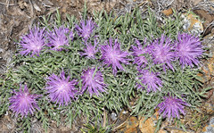 Jurinea humilis