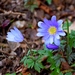 Greek Anemone - Photo (c) Kostas Zontanos, some rights reserved (CC BY-NC)