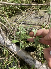 Ranunculus glabrifolius