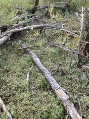 Ranunculus glabrifolius