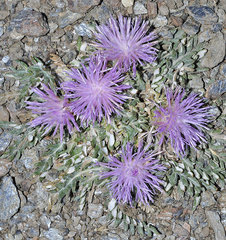 Jurinea humilis