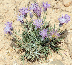 Jurinea pinnata
