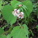 Begonia involucrata - Photo 由 Laura Picado Abarca 所上傳的 (c) Laura Picado Abarca，保留部份權利CC BY-NC