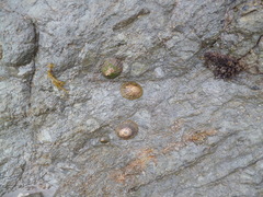 Cellana denticulata