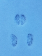 Sylvilagus floridanus