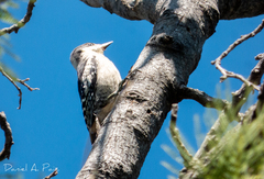 Melanerpes cactorum
