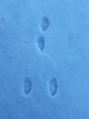 Sylvilagus floridanus