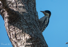 Melanerpes cactorum