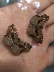 Quadrus lugubris