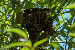Turdus chiguanco