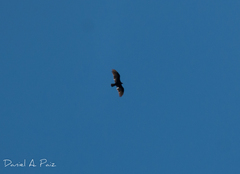 Cathartes aura