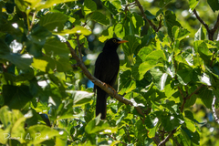 Turdus chiguanco