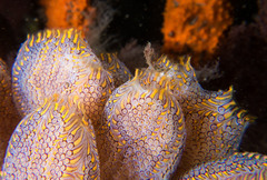 Botrylloides magnicoecus