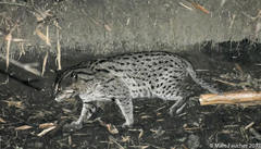 Prionailurus viverrinus viverrinus