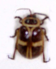 Asphaera clerica
