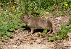 Galea leucoblephara