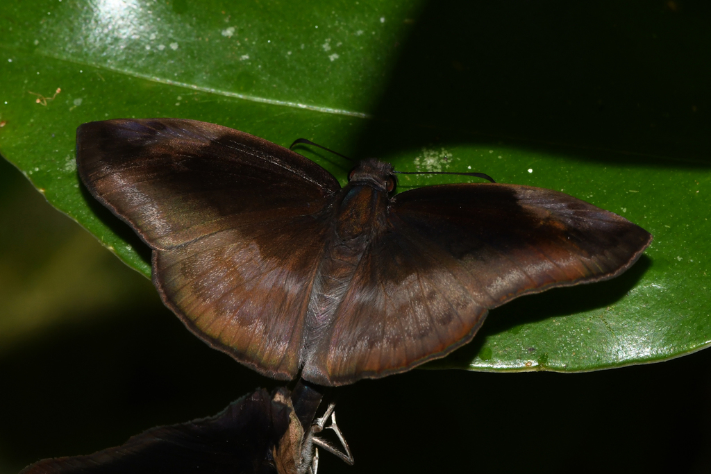 Anastrus ulpianus