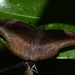 Anastrus ulpianus - Photo (c) Ken Kertell,  זכויות יוצרים חלקיות (CC BY-NC), הועלה על ידי Ken Kertell