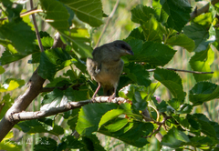 Rauenia bonariensis