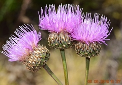 Klasea nudicaulis