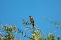 Mimus saturninus