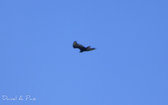 Cathartes aura
