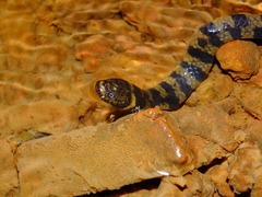 Hydrops triangularis